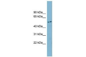 FAM90A1 antibody used at 1 ug/ml to detect target protein. (FAM90A1 抗体  (N-Term))