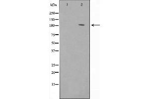 Western blot analysis of JAG1 using 293 whole cell lysates (JAG1 抗体  (N-Term))