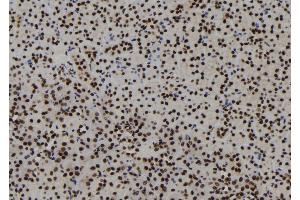 ABIN6273123 at 1/100 staining Mouse kidney tissue by IHC-P. (HIST1H1C 抗体  (N-Term))