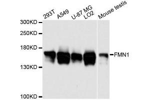 Western blot analysis of extracts of various cell lines, using FMN1 antibody. (FMN1 抗体  (AA 350-495))