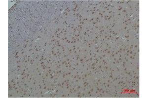 Immunohistochemistry (IHC) analysis of paraffin-embedded Rat Brain Tissue using 14-3-3 epsilon Polyclonal Antibody. (YWHAE 抗体)