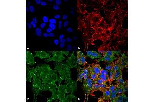 Immunocytochemistry/Immunofluorescence analysis using Mouse Anti-GluN2A/NR2A Monoclonal Antibody, Clone S327A-38 . (NMDAR2A 抗体  (AA 75-325) (PerCP))