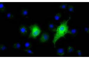 Anti-EFNA2 mouse monoclonal antibody (ABIN2452973) immunofluorescent staining of COS7 cells transiently transfected by pCMV6-ENTRY EFNA2 (RC213728). (Ephrin A2 抗体)