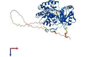 DDX6 Protein (AA 1-483) (His tag)