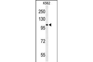 Western blot analysis of OXR1 Antibody in K562 cell line lysates (35ug/lane) (OXR1 抗体  (N-Term))