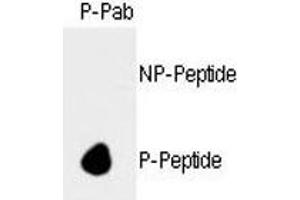 Dot blot analysis of phospho-Rb antibody. (Retinoblastoma Protein (Rb) 抗体  (pSer788))