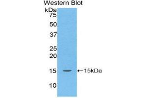 Western Blotting (WB) image for anti-Transforming Growth Factor, beta 1 (TGFB1) (AA 1-99) antibody (ABIN1078603) (TGFB1 抗体  (AA 1-99))