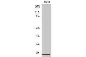 Western Blotting (WB) image for anti-Chemokine (C-X-C Motif) Ligand 12 (CXCL12) (C-Term) antibody (ABIN3177347) (CXCL12 抗体  (C-Term))