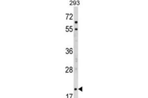 Western Blotting (WB) image for anti-Myelin Associated Oligodendrocyte Basic Protein (MOBP) antibody (ABIN3002875) (MOBP 抗体)