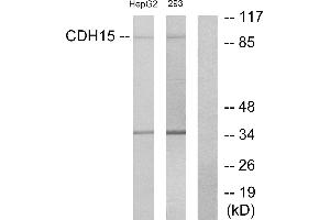 Western blot analysis of extracts from HepG2 cells and 293 cells, using CDH15 antibody. (CDH15 抗体  (Internal Region))