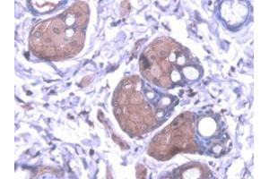Detection of KMO in Rat Skin Tissue using Polyclonal Antibody to Kynurenine-3-Monooxygenase (KMO) (KMO 抗体  (AA 1-282))