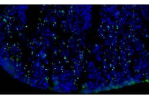 Immunofluorescence Microscopy of Mouse Anti-BrdU antibody. (BrdU 抗体)