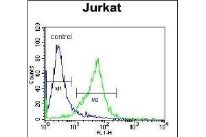GCLC Antibody (N-term) (ABIN655884 and ABIN2845285) flow cytometric analysis of Jurkat cells (right histogram) compared to a negative control cell (left histogram).