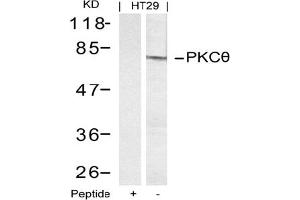 Image no. 2 for anti-Protein Kinase C, theta (PRKCQ) (AA 693-697) antibody (ABIN197400) (PKC theta 抗体  (AA 693-697))