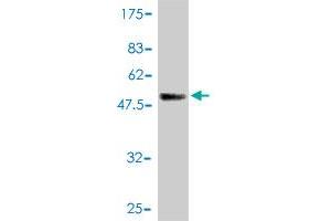 Western Blot detection against Immunogen (51. (DNAJC3 抗体  (AA 1-234))