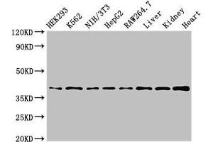 Western Blot Positive WB detected in: HEK293 whole cell lysate, K562 whole cell lysate, NIH/3T3 whole cell lysate, HepG2 whole cell lysate, RAW264. (POLR1C 抗体  (AA 125-230))