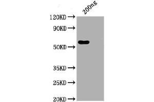 WB of recombinant SARS-CoV-2 Nucleocapsid antibody (ABIN6952664) (Recombinant SARS-CoV-2 Nucleocapsid 抗体  (AA 1-419) (Fc Tag))