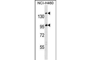 Western blot analysis in NCI-H460 cell line lysates (35ug/lane). (SSC5D 抗体  (AA 869-897))