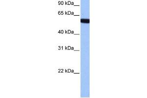Western Blotting (WB) image for anti-Zinc Finger Protein 891 (ZNF891) antibody (ABIN2459454) (Zinc Finger Protein 891 (ZNF891) 抗体)