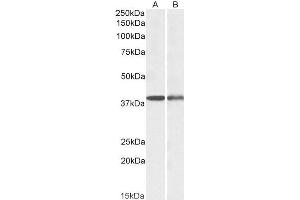 Western Blotting (WB) image for anti-Capping Protein (Actin Filament), Gelsolin-Like (CAPG) (AA 205-217) antibody (ABIN5927115) (CAPG 抗体  (AA 205-217))