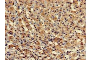 Immunohistochemistry of paraffin-embedded human adrenal gland tissue using ABIN7175966 at dilution of 1:100 (ZBTB16 抗体  (AA 126-420))