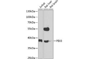 Western blot analysis of extracts of various cell lines, using PEX3 antibody (ABIN6128533, ABIN6145466, ABIN6145467 and ABIN6223201) at 1:1000 dilution. (PEX3 抗体  (AA 144-373))