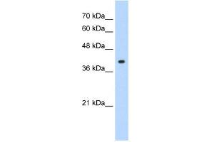 WB Suggested Anti-CREB1 Antibody Titration: 1. (CREB1 抗体  (N-Term))