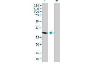 Western Blot analysis of COPS7B expression in transfected 293T cell line by COPS7B MaxPab polyclonal antibody. (COPS7B 抗体  (AA 1-264))