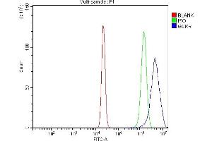 anti-Glucokinase (Hexokinase 4) Regulator (GCKR) (AA 8-569) antibody