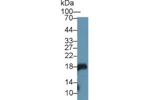Western Blot; Sample: Mouse Stomach lysate; Primary Ab: 1µg/ml Rabbit Anti-Rat GKN1 Antibody Second Ab: 0.