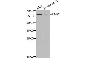 Western blot analysis of extracts of various cell lines, using BNIP3 Antibody (ABIN5973321) at 1/1000 dilution. (BNIP3 抗体)