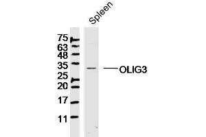 Mouse spleen lysates probed with OLIG3 Polyclonal Antibody, Unconjugated  at 1:300 dilution and 4˚C overnight incubation. (OLIG3 抗体  (AA 51-150))