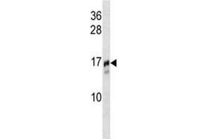 TRAPPC2 antibody western blot analysis in NCI-H292 lysate. (TRAPPC2 抗体  (AA 11-39))