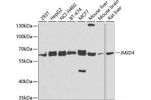 Western blot analysis of extracts of various cell lines using JMJD4 Polyclonal Antibody at dilution of 1:5000. (JMJD4 抗体)