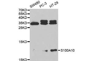 Western blot analysis of extracts of various cell lines, using S100A10 antibody. (S100A10 抗体  (AA 1-97))