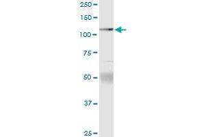 Immunoprecipitation (IP) image for anti-Protein tyrosine Phosphatase, Receptor Type, N Polypeptide 2 (PTPRN2) (AA 1-986) antibody (ABIN948358)
