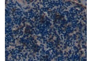 Detection of DEFb2 in Mouse Spleen Tissue using Polyclonal Antibody to Defensin Beta 2 (DEFb2) (beta 2 Defensin 抗体  (AA 21-71))
