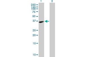 Western Blot analysis of HAPLN3 expression in transfected 293T cell line by HAPLN3 MaxPab polyclonal antibody. (HAPLN3 抗体  (AA 1-360))