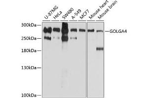 Western blot analysis of extracts of various cell lines, using GOLG antibody (ABIN6129790, ABIN6141266, ABIN6141267 and ABIN6214379) at 1:1000 dilution. (GOLGA4 抗体  (AA 1-150))