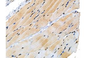 Phospho-MKK4 (Ser257/Thr261) Antibody at 1/100 staining Rat skin tissue by IHC-P.