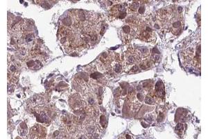 ABIN6267593 at 1/100 staining human liver tissue sections by IHC-P. (MEK1 抗体  (pSer217))