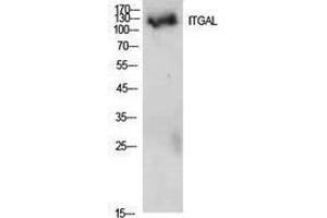 Western Blotting (WB) image for anti-Integrin alpha-L (ITGAL) (Internal Region) antibody (ABIN3181431) (ITGAL 抗体  (Internal Region))