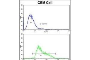 Flow cytometric analysis of CEM cells using IGHA1 Antibody (C-term)(bottom histogram) compared to a negative control cell (top histogram).