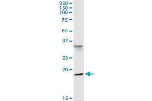Immunoprecipitation of CENPM transfected lysate using anti-CENPM MaxPab rabbit polyclonal antibody and Protein A Magnetic Bead , and immunoblotted with CENPM purified MaxPab mouse polyclonal antibody (B01P) . (CENPM 抗体  (AA 1-180))