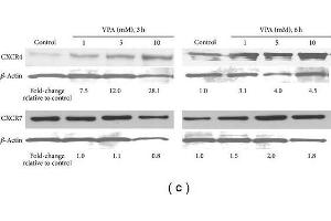Western Blotting (WB) image for anti-Chemokine (C-X-C Motif) Receptor 7 (CXCR7) antibody (ABIN2857021)
