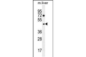 Western blot analysis in mouse liver tissue lysates (35ug/lane). (NIPAL1 抗体  (C-Term))