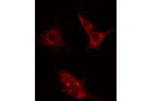 ABIN6275582 staining  Hela cells by IF/ICC. (NHE7 抗体  (Internal Region))