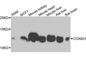 Western blot analysis of extracts of various cell lines, using COX6A1 antibody (ABIN5971990) at 1/1000 dilution. (COX6A1 抗体)