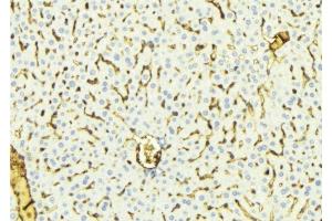 ABIN6275826 at 1/100 staining Mouse liver tissue by IHC-P. (CYP8B1 抗体  (Internal Region))