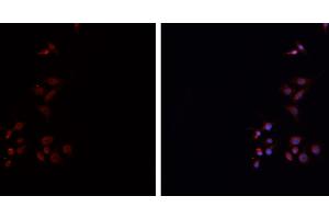 ABIN6276738 staining HEPG2 cells by IF/ICC. (HLA-DRA 抗体)